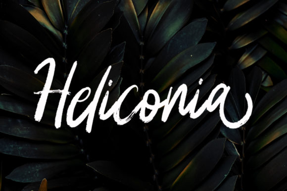 Unlocking Visual Impact with Heliconia: The Hand-Brushed Script That Speaks Volumes
